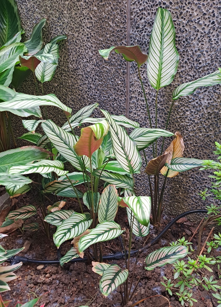 |觀葉植物 ➤ 竹芋 |【斜紋竹芋/銀線/白星/羽毛竹芋】。