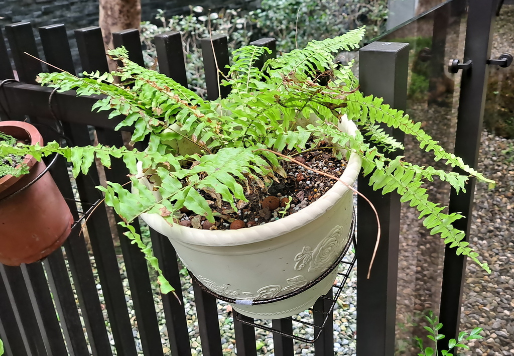 |觀葉蕨類 ➤ 腎蕨 |【黃金蕨】花草種植日記