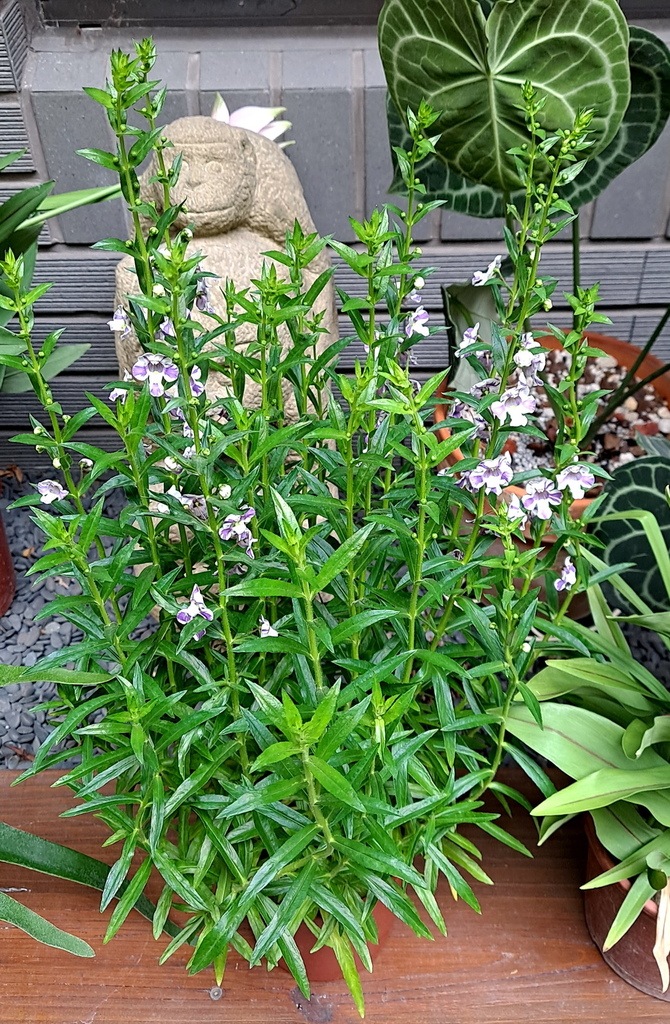 |賞花植物 ➤ 玄參科 |【狹葉天使花-小天使花】花草種植日