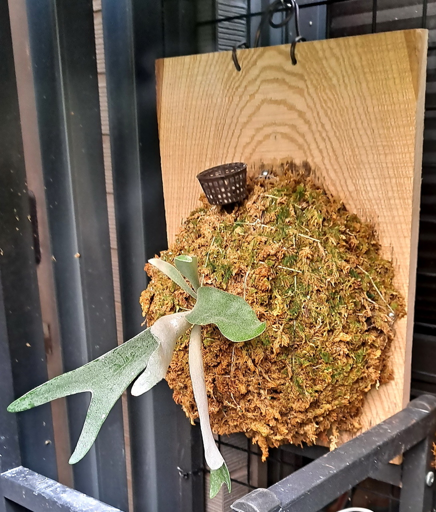 |觀葉蕨類 ➤ 鹿角蕨 |【細葉高冠檸檬】。花草種植日記