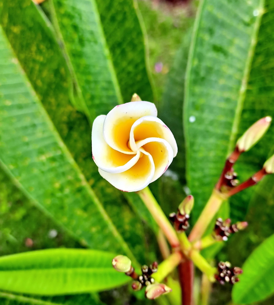 |木本植物 ➤ 夾竹桃科 |【雞蛋花 / 印度素馨 / 鹿角