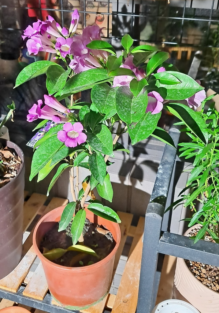 |賞花植物 ➤ 紫藤科 |【蒜香藤】花草種植日記