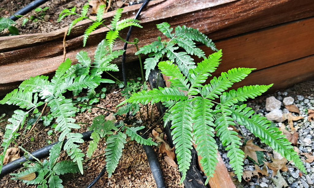 |觀葉蕨類 ➤ 鳳尾蕨 |【傅氏鳳尾蕨】花草種植日記