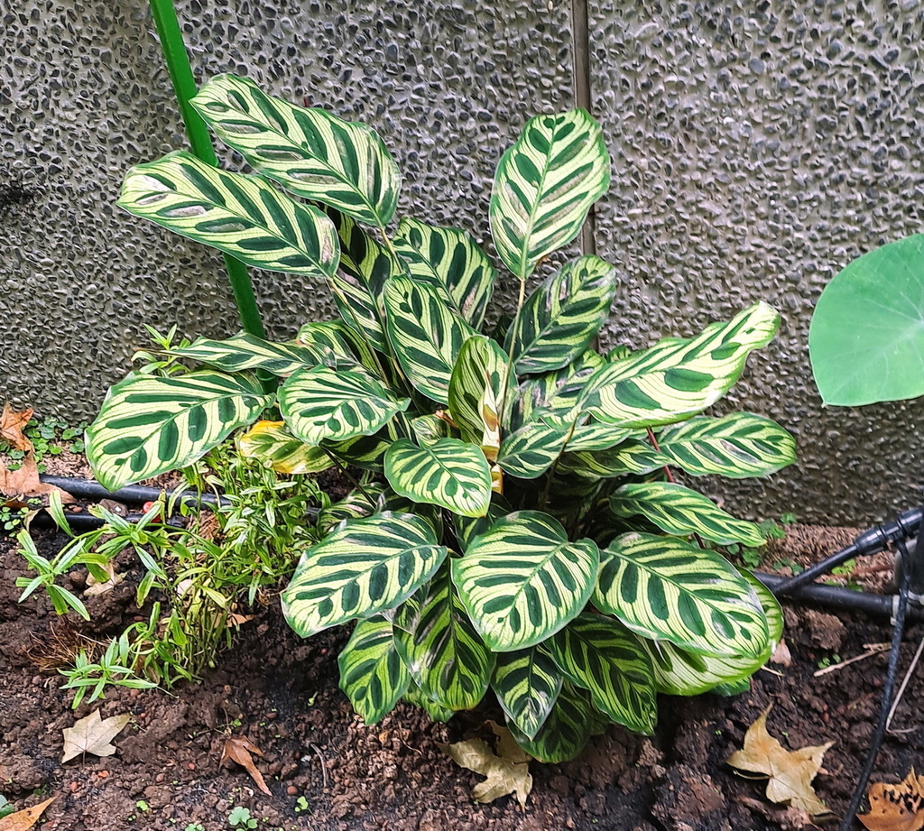 |觀葉植物 ➤ 竹芋 |【孔雀竹芋】。花草種植日記