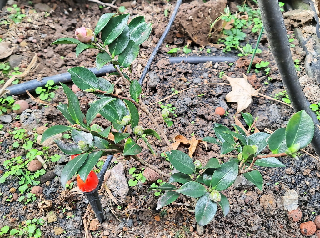 |木本植物 ➤ 山茶 |【未名山茶花】花草種植日記