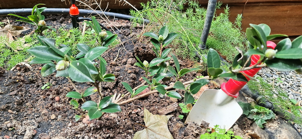 |木本植物 ➤ 山茶 |【未名山茶花】花草種植日記