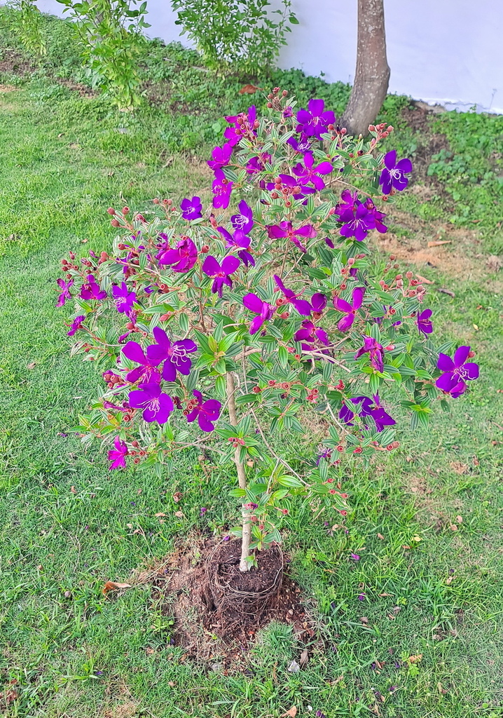 |賞花植物 ➤ 野牡丹科 |【巴西野牡丹】花草種植日記