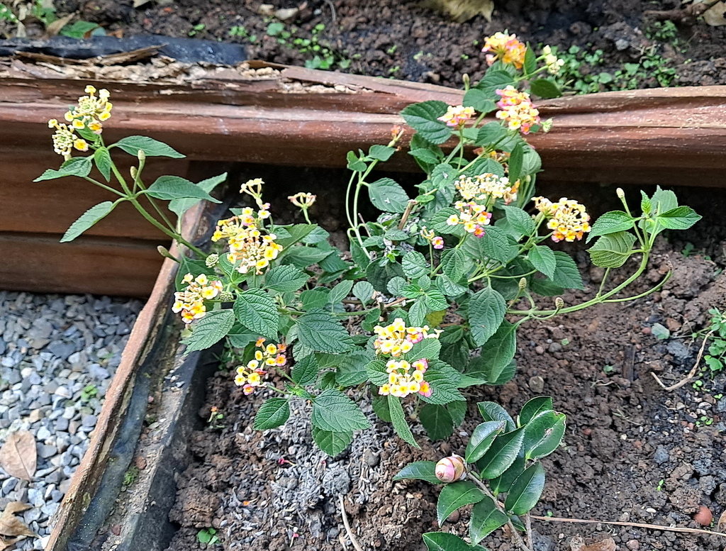 |賞花植物 ➤ 馬鞭草科 |【馬櫻丹】花草種植日記