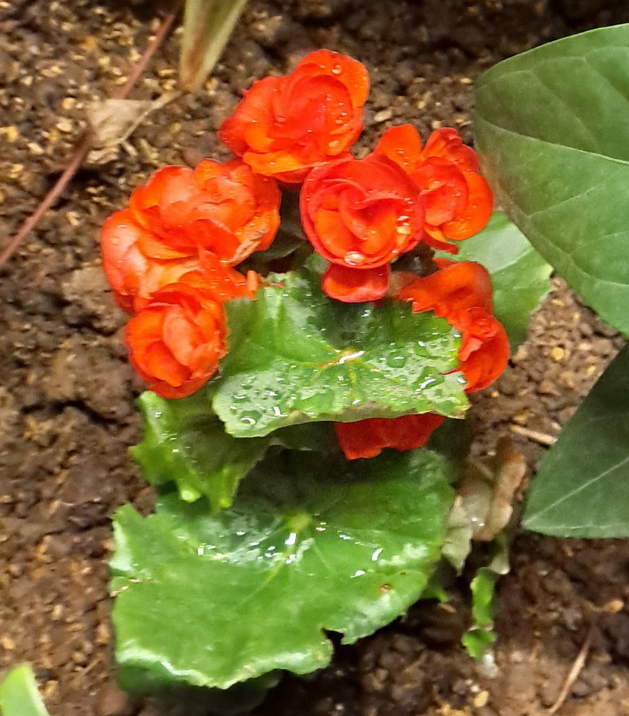 |賞花植物 ➤ 秋海棠科 |【麗格海棠】花草種植日記