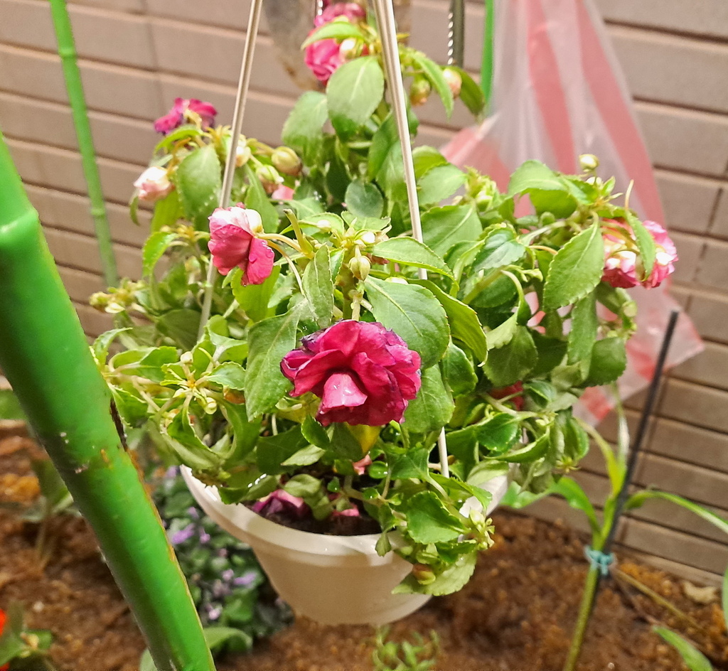 |賞花植物 ➤ 鳳仙花科 |【重瓣非洲鳳仙 / 玫瑰鳳仙 /