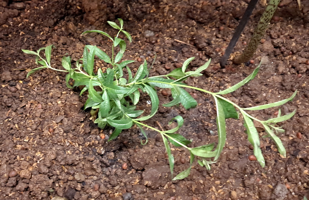 |觀葉植物 ➤ 馬鞭草科 |【檸檬馬鞭草】。花草種植日記