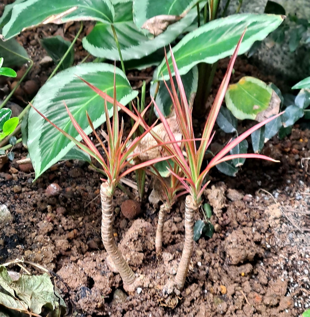 |觀葉植物 ➤ 天門冬科 |【五彩千年木】。花草種植日記