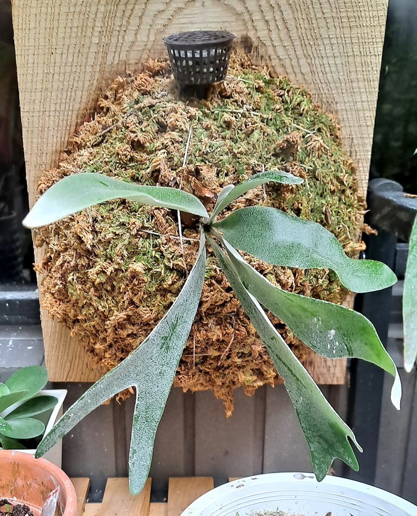 |觀葉蕨類 ➤ 鹿角蕨 |【細葉高冠檸檬】。花草種植日記