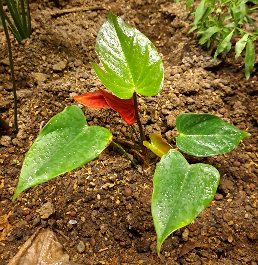 |賞花植物 ➤ 天南星科 |【火鶴 / 紅掌。紫火鶴】花草種