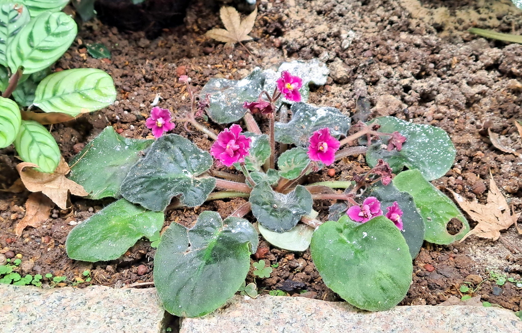 |賞花植物 ➤ 苦苣苔科 |【非洲菫】花草種植日記