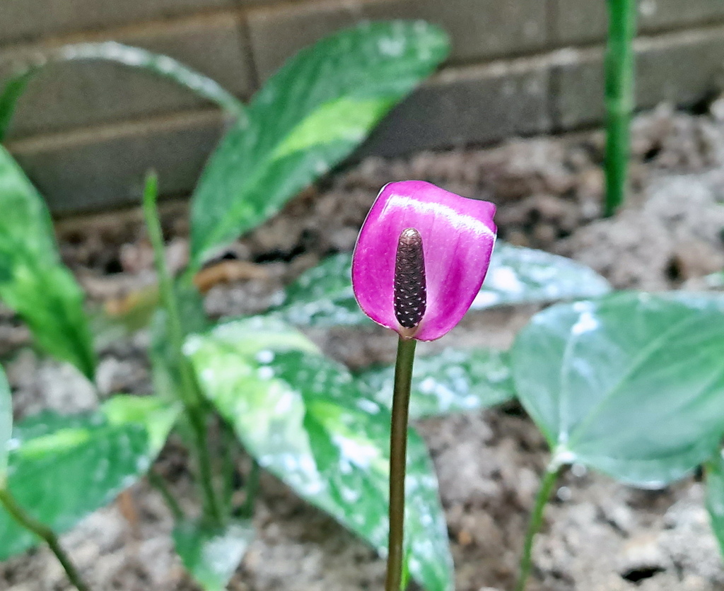 |賞花植物 ➤ 天南星科 |【火鶴 / 紅掌。紫火鶴】花草種