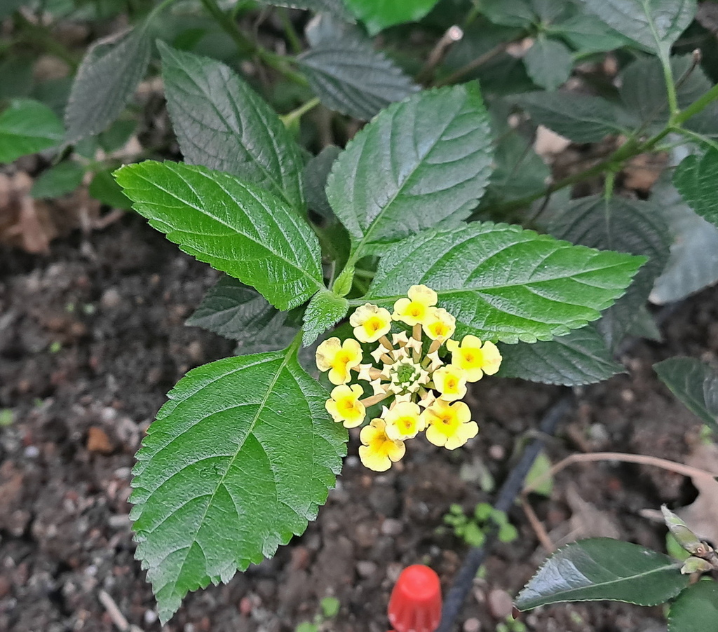 |賞花植物 ➤ 馬鞭草科 |【馬櫻丹】花草種植日記