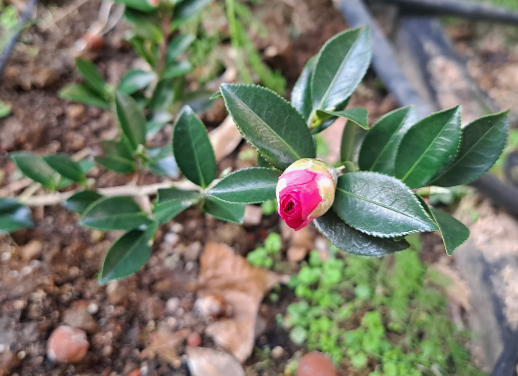 |木本植物 ➤ 山茶 |【未名山茶花】花草種植日記