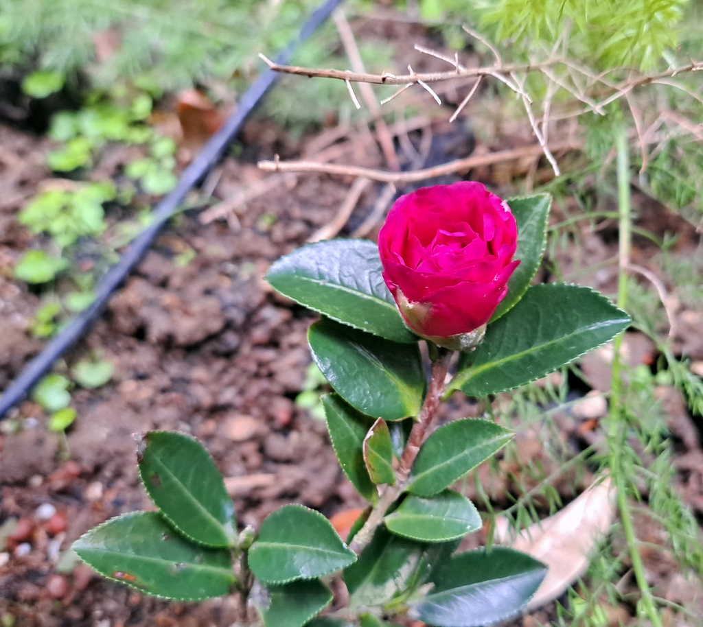 |木本植物 ➤ 山茶 |【未名山茶花】花草種植日記