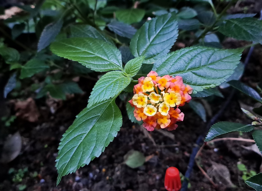 |賞花植物 ➤ 馬鞭草科 |【馬櫻丹】花草種植日記