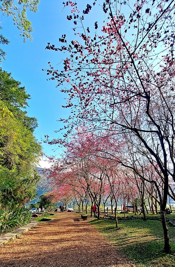 |宜蘭|【大同鄉❤台七甲2km八重櫻花林】㊙宜蘭旅遊景點秘境