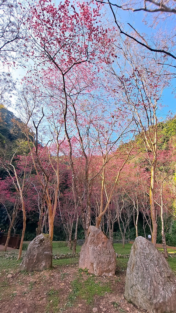 |宜蘭|【大同鄉❤台七甲2km八重櫻花林】㊙宜蘭旅遊景點秘境