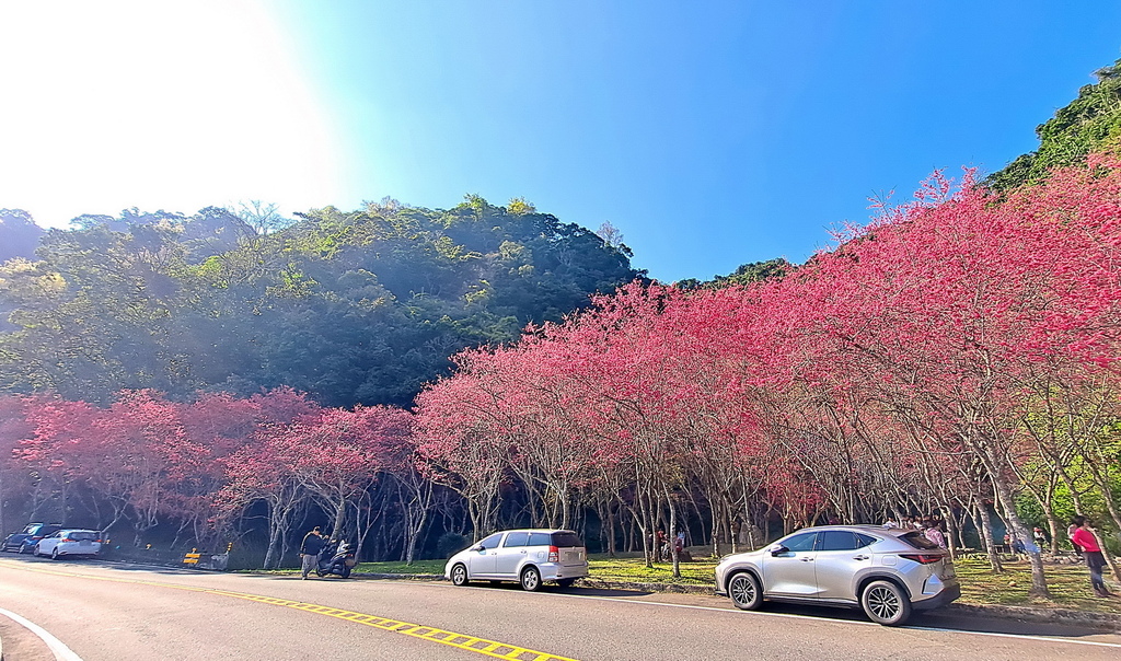 |宜蘭|【大同鄉❤台七甲2km八重櫻花林】㊙宜蘭旅遊景點秘境