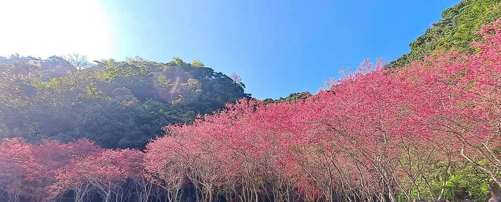 |宜蘭|【大同鄉❤台七甲2km八重櫻花林】㊙宜蘭旅遊景點秘境