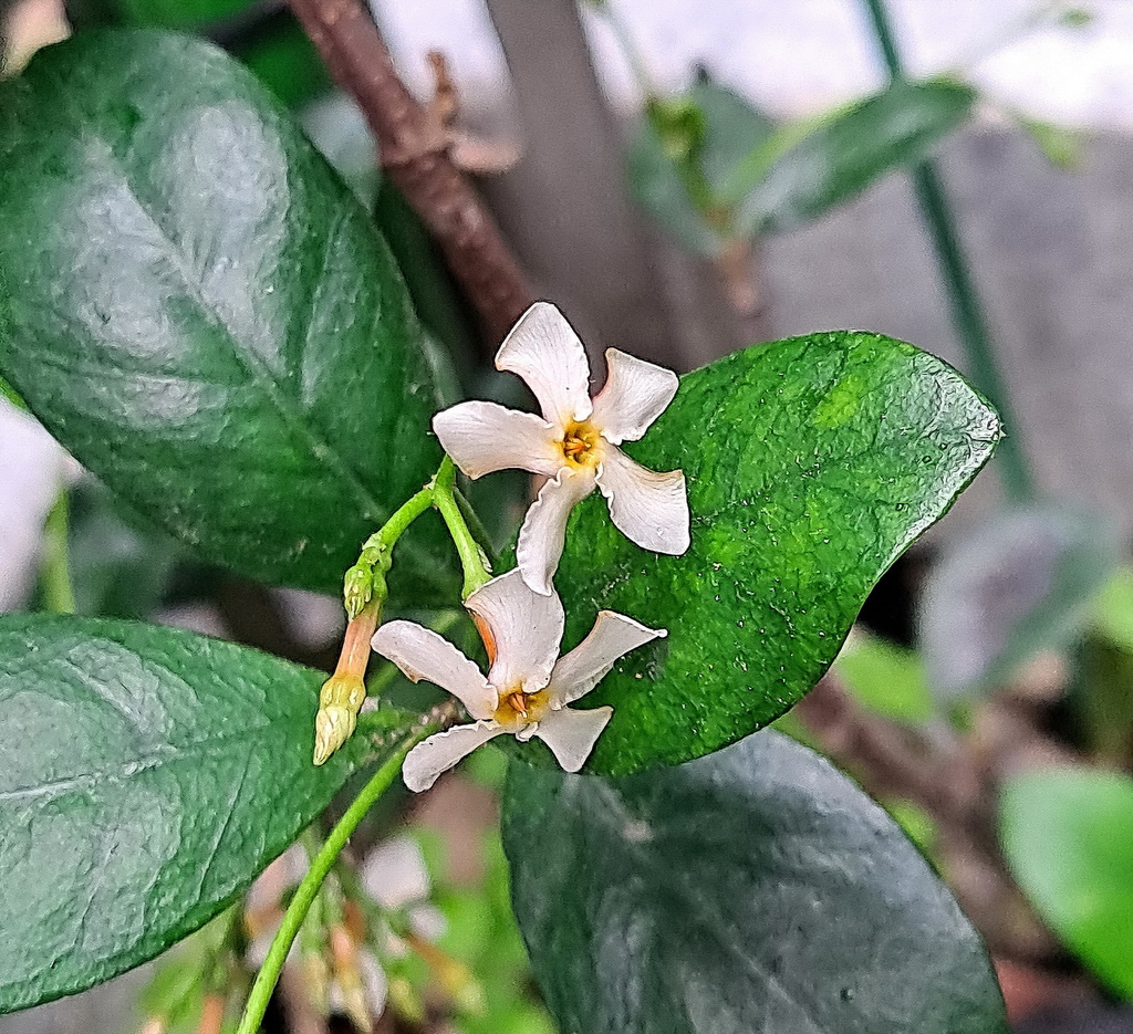 |賞花植物 ➤夾竹桃科 |【風車茉莉】花草種植日記