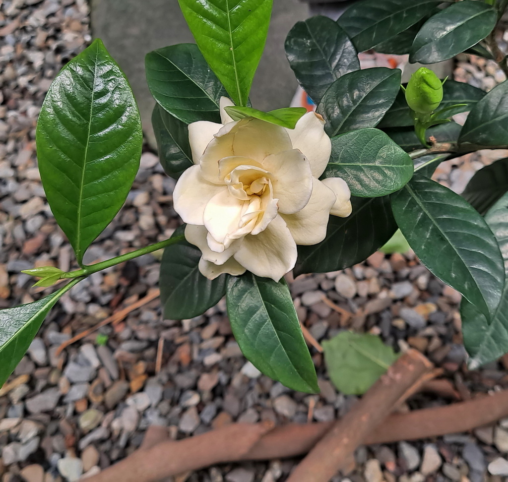 |賞花植物 ➤ 茜草科 |【梔子花】花草種植日記