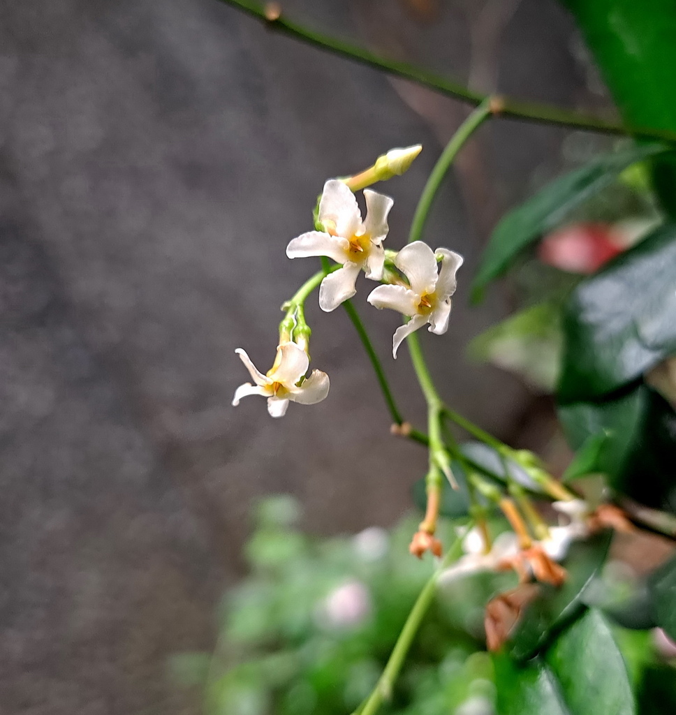 |賞花植物 ➤夾竹桃科 |【風車茉莉】花草種植日記