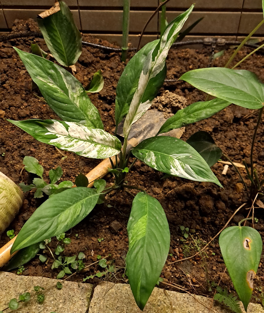 |賞花植物 ➤ 天南星科 |【斑葉白鶴芋/白斑白鶴芋】花草種