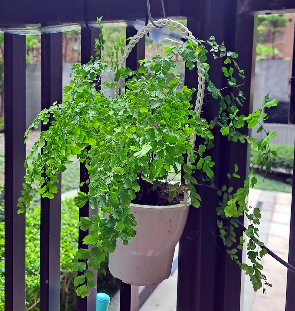 |觀葉植物 ➤ 鳳尾蕨科 |【鐵線蕨】花草種植日記