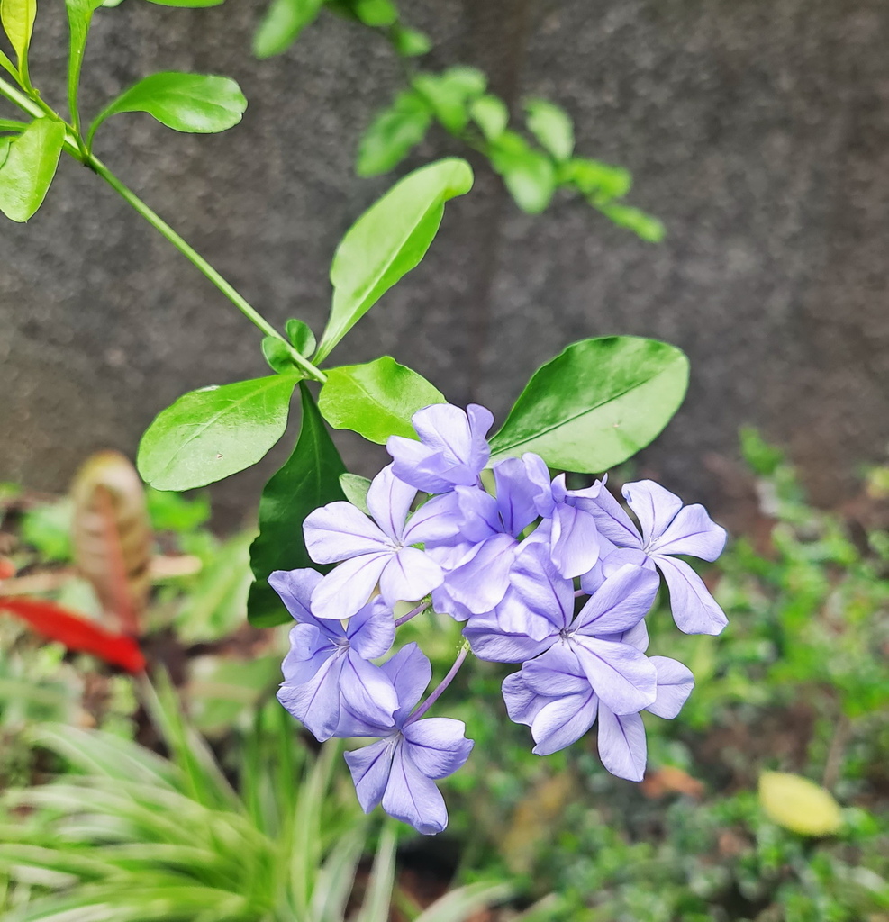 |賞花植物 ➤ 藍雪科 |【藍雪花】花草種植日記