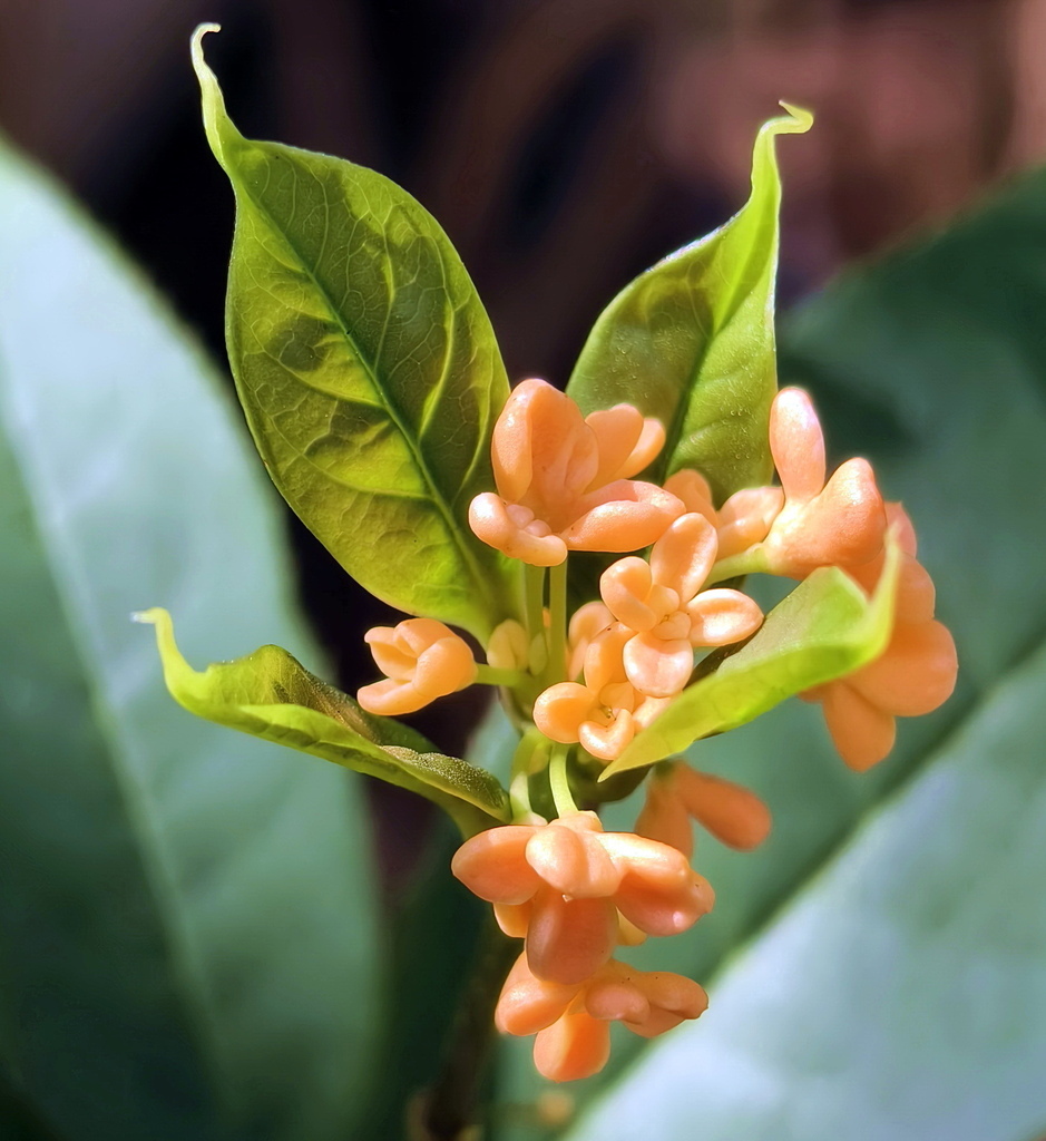 |賞花植物 ➤ 木樨科 |【武藤 香水紅桂花】花草種植日記
