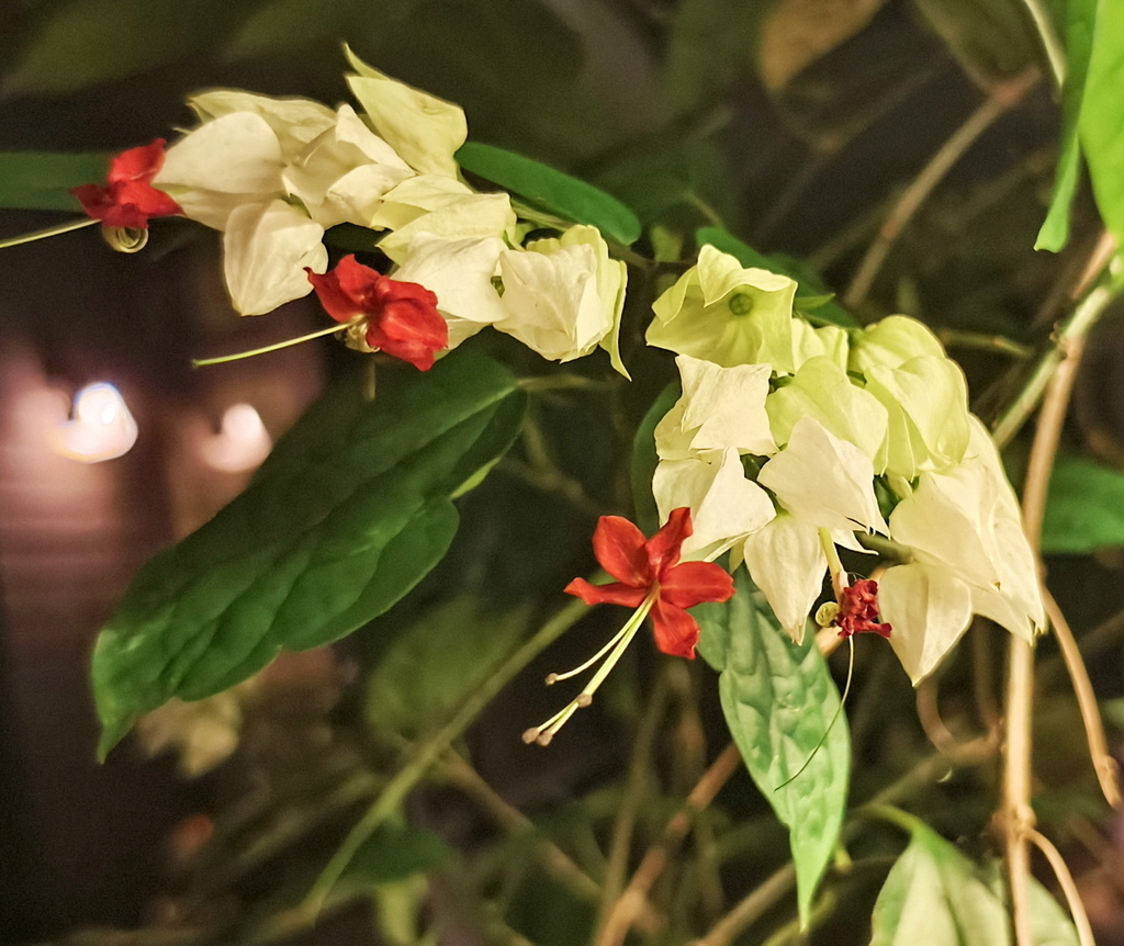 |爬藤植物 ➤ 馬鞭草科 |【龍吐珠】花草種植日記