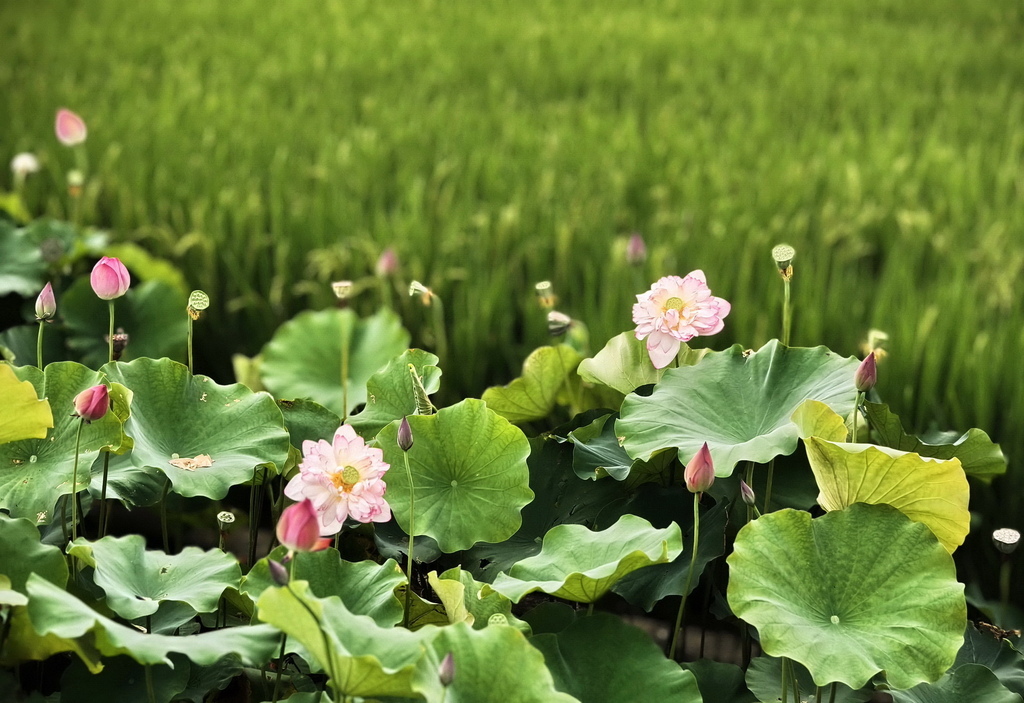 |台北|【金山區❤黃老伯友善蓮花園。金山清水濕地】㊙台北旅遊