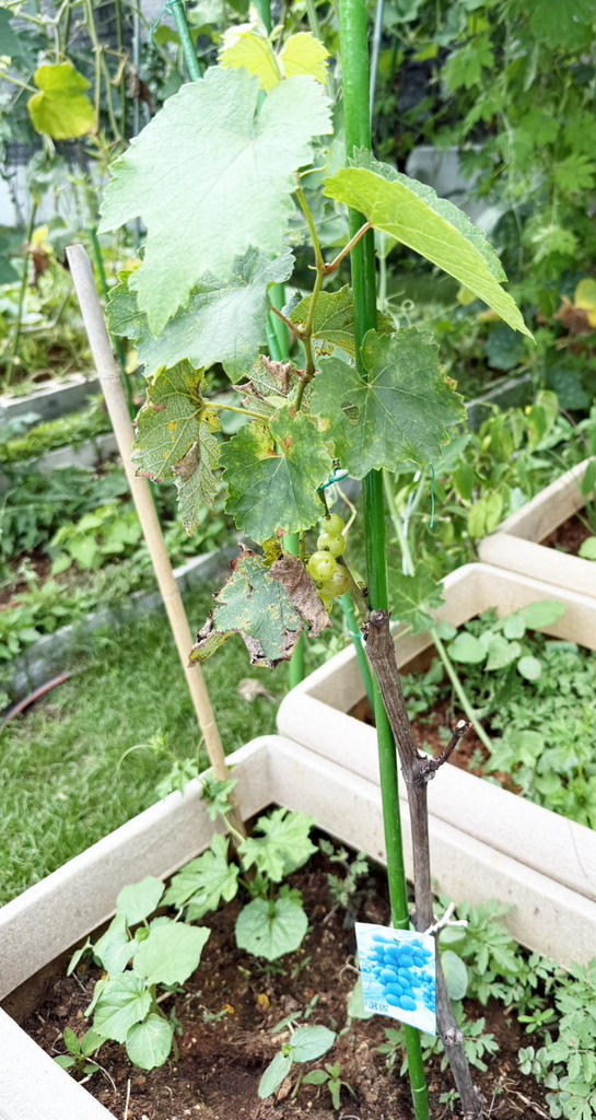 |待食水果| ➤【巨峰葡萄】花草種植日記
