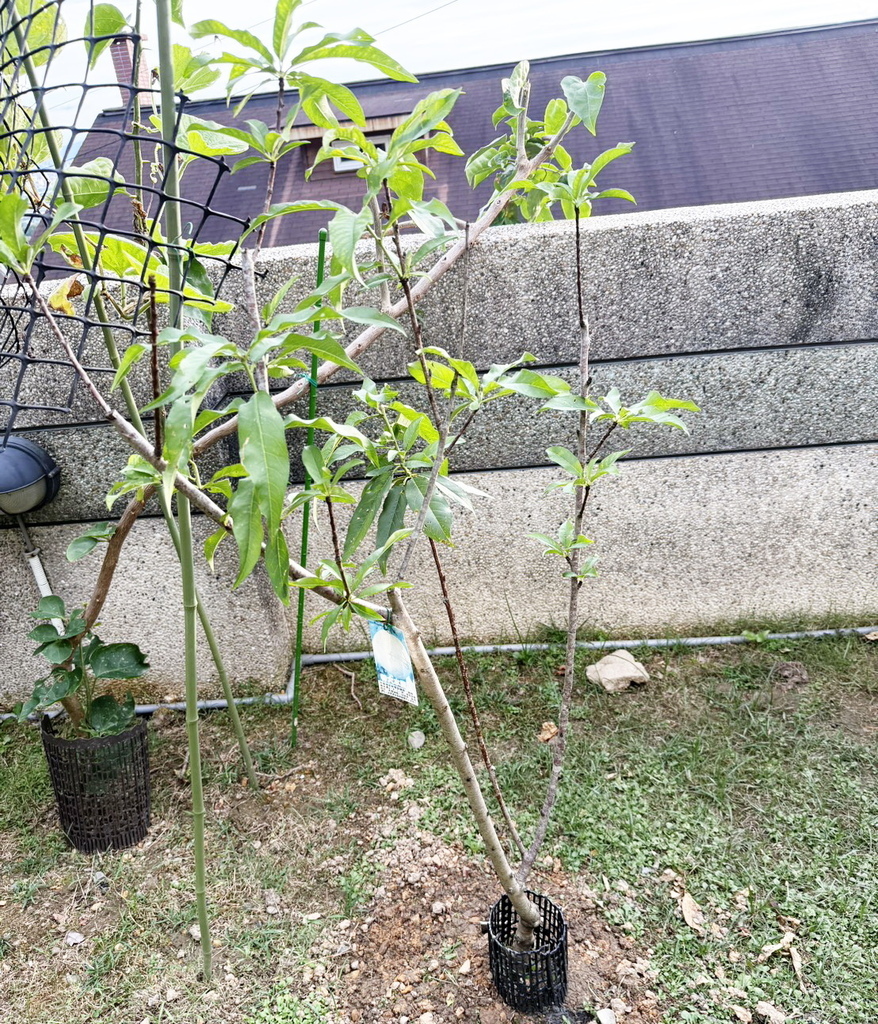 |待食水果| ➤【特大水蜜桃】花草種植日記