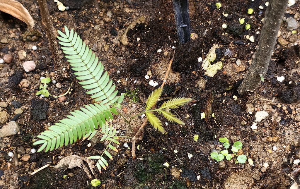 |賞葉植物 ➤ 豆科 |【日本小豆樹】花草種植日記