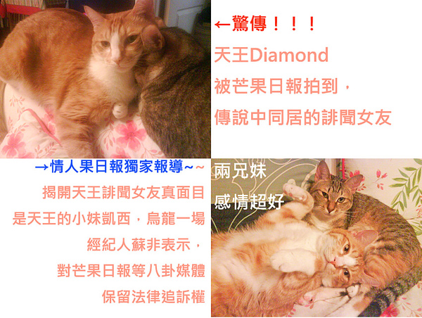 貓兒女網誌.jpg 貓兒女網誌.jpg