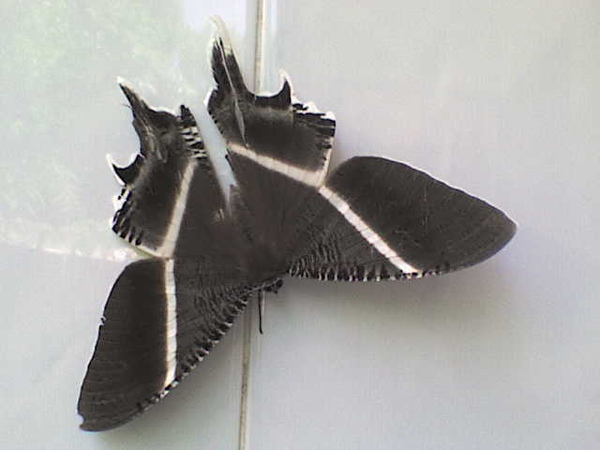Miss Moth