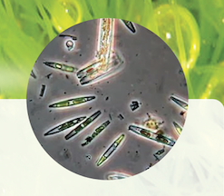 海藻矽針顯微鏡