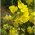 DSC04003_副本.jpg