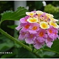 DSC08495_副本.jpg