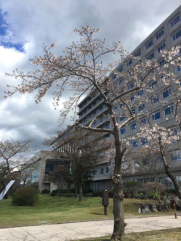 日本生活 洞爺湖的櫻花盛開了唷 ゆうもあ亭居酒屋 小9的自由行 痞客邦