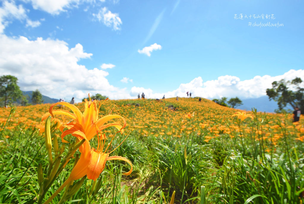 花蓮景點 富里 17六十石山金針花季 趕在夏末前徜徉在金色花海 Readygo