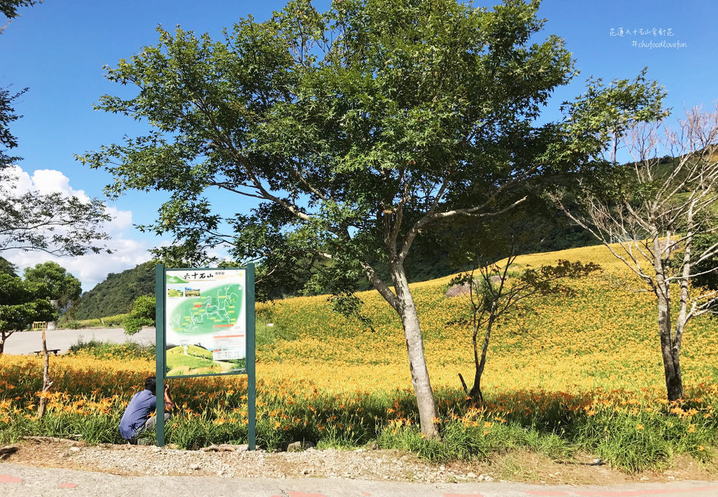 花蓮景點 富里 17六十石山金針花季 趕在夏末前徜徉在金色花海 Readygo