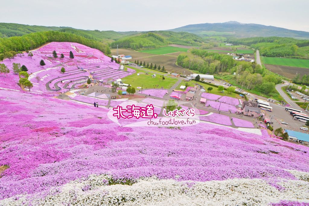 北海道 東藻琴芝櫻公園 粉紅地毯鋪天蓋地開好開滿 粉炸又美炸的就算路途遙遠都值得啦 北海道六天五夜自由行 北海道自駕 芝櫻祭 揪食 愛玩 痞客邦