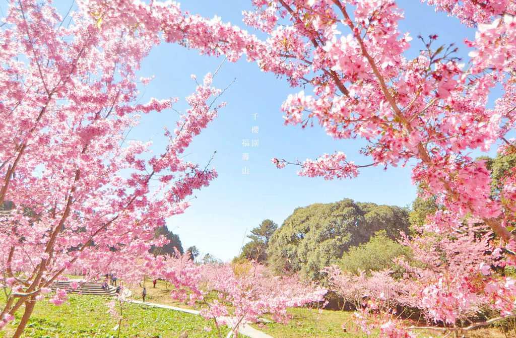 ,台中,福壽山農場,千櫻園,櫻花,賞櫻,免門票,拍照,打卡,IG,